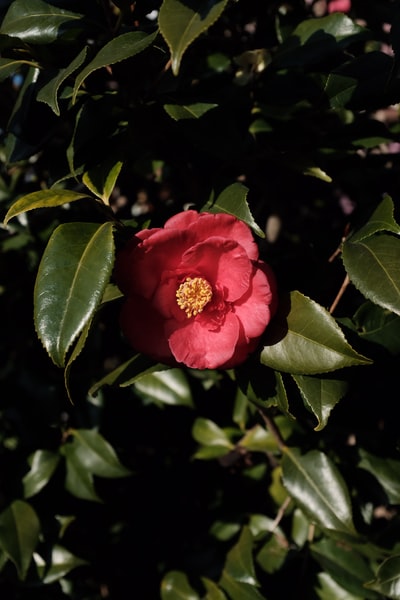 红色日本山茶花朵
